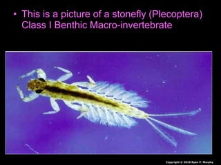 • This is a picture of a stonefly (Plecoptera)
Class I Benthic Macro-invertebrate
Copyright © 2010 Ryan P. Murphy
 