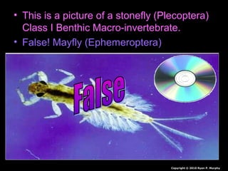 • This is a picture of a stonefly (Plecoptera)
Class I Benthic Macro-invertebrate.
• False! Mayfly (Ephemeroptera)
Copyright © 2010 Ryan P. Murphy
 