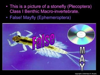 • This is a picture of a stonefly (Plecoptera)
Class I Benthic Macro-invertebrate.
• False! Mayfly (Ephemeroptera)
Copyright © 2010 Ryan P. Murphy
 