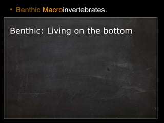 • Benthic Macroinvertebrates.
Benthic: Living on the bottom
 