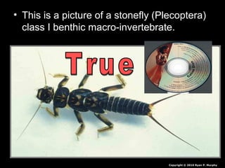 • This is a picture of a stonefly (Plecoptera)
class I benthic macro-invertebrate.
Copyright © 2010 Ryan P. Murphy
 