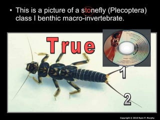 • This is a picture of a stonefly (Plecoptera)
class I benthic macro-invertebrate.
Copyright © 2010 Ryan P. Murphy
 