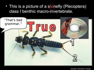 • This is a picture of a stonefly (Plecoptera)
class I benthic macro-invertebrate.
Copyright © 2010 Ryan P. Murphy
“That’s bad
grammar.”
 