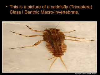 • This is a picture of a caddisfly (Tricoptera)
Class I Benthic Macro-invertebrate.
Copyright © 2010 Ryan P. Murphy
 