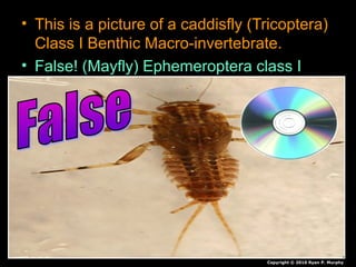 • This is a picture of a caddisfly (Tricoptera)
Class I Benthic Macro-invertebrate.
• False! (Mayfly) Ephemeroptera class I
Copyright © 2010 Ryan P. Murphy
 