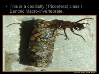 • This is a caddisfly (Tricoptera) class I
Benthic Macro-invertebrate.
• True!
Copyright © 2010 Ryan P. Murphy
 