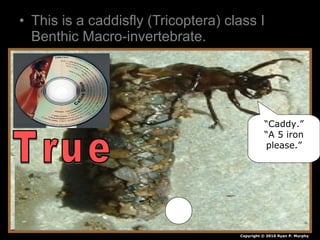 • This is a caddisfly (Tricoptera) class I
Benthic Macro-invertebrate.
• True!
Copyright © 2010 Ryan P. Murphy
“Caddy.”
“A 5 iron
please.”
 
