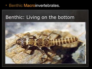 • Benthic Macroinvertebrates.
Benthic: Living on the bottom
 