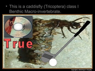 • This is a caddisfly (Tricoptera) class I
Benthic Macro-invertebrate.
• True!
Copyright © 2010 Ryan P. Murphy
 