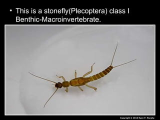 • This is a stonefly(Plecoptera) class I
Benthic-Macroinvertebrate.
• True!
Copyright © 2010 Ryan P. Murphy
 