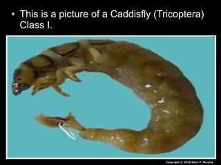• This is a picture of a Caddisfly (Tricoptera)
Class I.
Copyright © 2010 Ryan P. Murphy
 