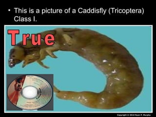 • This is a picture of a Caddisfly (Tricoptera)
Class I.
Copyright © 2010 Ryan P. Murphy
 