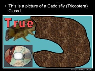 • This is a picture of a Caddisfly (Tricoptera)
Class I.
Copyright © 2010 Ryan P. Murphy
 