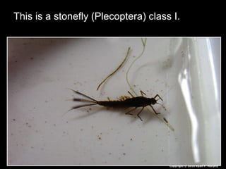 This is a stonefly (Plecoptera) class I.
Copyright © 2010 Ryan P. Murphy
 