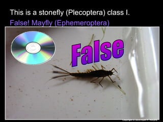 This is a stonefly (Plecoptera) class I.
False! Mayfly (Ephemeroptera)
Copyright © 2010 Ryan P. Murphy
 