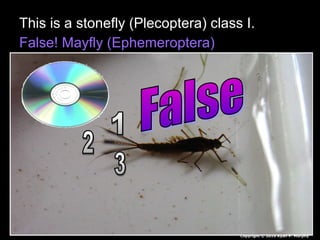 This is a stonefly (Plecoptera) class I.
False! Mayfly (Ephemeroptera)
Copyright © 2010 Ryan P. Murphy
 
