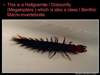 • This is a Hellgramite / Dobsonfly
(Megaloptera ) which is also a class I Benthic
Macro-invertebrate.
Copyright © 2010 Ryan P. Murphy
 