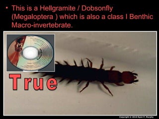 • This is a Hellgramite / Dobsonfly
(Megaloptera ) which is also a class I Benthic
Macro-invertebrate.
Copyright © 2010 Ryan P. Murphy
 