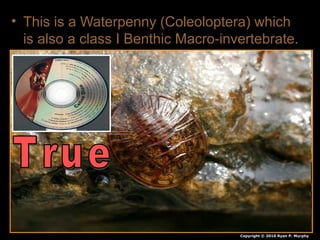 • This is a Waterpenny (Coleoloptera) which
is also a class I Benthic Macro-invertebrate.
Copyright © 2010 Ryan P. Murphy
 