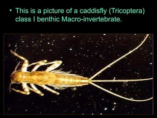 • This is a picture of a caddisfly (Tricoptera)
class I benthic Macro-invertebrate.
 