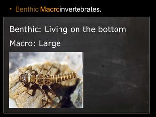 • Benthic Macroinvertebrates.
Benthic: Living on the bottom
Macro: Large
 