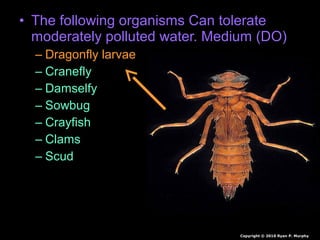 • The following organisms Can tolerate
moderately polluted water. Medium (DO)
– Dragonfly larvae
– Cranefly
– Damselfy
– Sowbug
– Crayfish
– Clams
– Scud
Copyright © 2010 Ryan P. Murphy
 