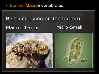 • Benthic Macroinvertebrates.
Benthic: Living on the bottom
Macro: Large Micro-Small
 