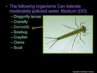 • The following organisms Can tolerate
moderately polluted water. Medium (DO)
– Dragonfly larvae
– Cranefly
– Damselfy
– Sowbug
– Crayfish
– Clams
– Scud
Copyright © 2010 Ryan P. Murphy
 