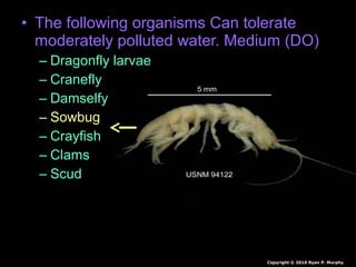 • The following organisms Can tolerate
moderately polluted water. Medium (DO)
– Dragonfly larvae
– Cranefly
– Damselfy
– Sowbug
– Crayfish
– Clams
– Scud
Copyright © 2010 Ryan P. Murphy
 