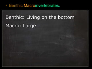 • Benthic Macroinvertebrates.
Benthic: Living on the bottom
Macro: Large
 