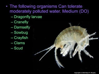 • The following organisms Can tolerate
moderately polluted water. Medium (DO)
– Dragonfly larvae
– Cranefly
– Damselfy
– Sowbug
– Crayfish
– Clams
– Scud
Copyright © 2010 Ryan P. Murphy
 