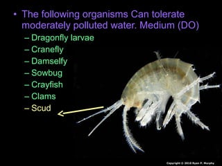 • The following organisms Can tolerate
moderately polluted water. Medium (DO)
– Dragonfly larvae
– Cranefly
– Damselfy
– Sowbug
– Crayfish
– Clams
– Scud
Copyright © 2010 Ryan P. Murphy
 