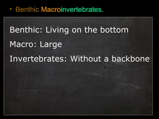 • Benthic Macroinvertebrates.
Benthic: Living on the bottom
Macro: Large
Invertebrates: Without a backbone
 