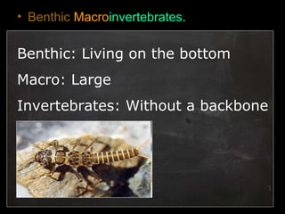 • Benthic Macroinvertebrates.
Benthic: Living on the bottom
Macro: Large
Invertebrates: Without a backbone
 