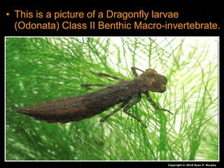 • This is a picture of a Dragonfly larvae
(Odonata) Class II Benthic Macro-invertebrate.
Copyright © 2010 Ryan P. Murphy
 