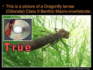 • This is a picture of a Dragonfly larvae
(Odonata) Class II Benthic Macro-invertebrate.
Copyright © 2010 Ryan P. Murphy
 