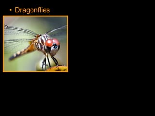 • Dragonflies are vicious predators
 