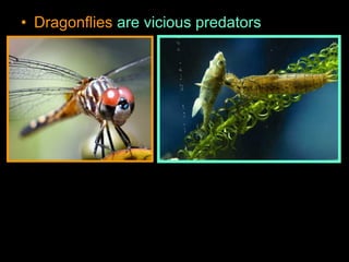 • Dragonflies are vicious predators
 