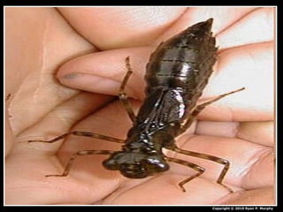 Copyright © 2010 Ryan P. Murphy
 