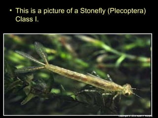 • This is a picture of a Stonefly (Plecoptera)
Class I.
Copyright © 2010 Ryan P. Murphy
 