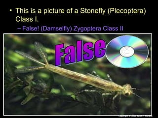• This is a picture of a Stonefly (Plecoptera)
Class I.
– False! (Damselfly) Zygoptera Class II
Copyright © 2010 Ryan P. Murphy
 