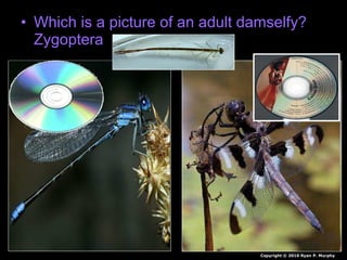 • Which is a picture of an adult damselfy?
Zygoptera
Copyright © 2010 Ryan P. Murphy
 