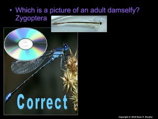 • Which is a picture of an adult damselfy?
Zygoptera
Copyright © 2010 Ryan P. Murphy
 