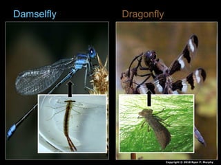 Damselfly Dragonfly
Copyright © 2010 Ryan P. Murphy
 