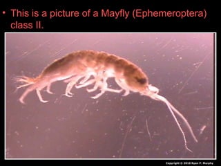 • This is a picture of a Mayfly (Ephemeroptera)
class II.
Copyright © 2010 Ryan P. Murphy
 