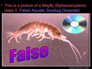 • This is a picture of a Mayfly (Ephemeroptera)
class II. False! Aquatic Sowbug (Isopoda)
Copyright © 2010 Ryan P. Murphy
 