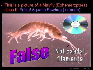 • This is a picture of a Mayfly (Ephemeroptera)
class II. False! Aquatic Sowbug (Isopoda)
Copyright © 2010 Ryan P. Murphy
 