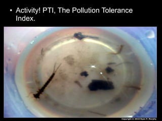 • Activity! PTI, The Pollution Tolerance
Index.
Copyright © 2010 Ryan P. Murphy
 