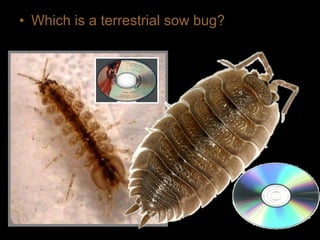 • Which is a terrestrial sow bug?
 