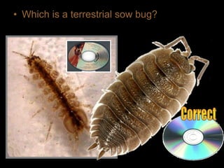 • Which is a terrestrial sow bug?
 